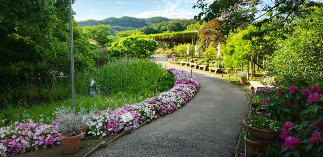 Величието на Япония с парка Ашикага - май 2024
